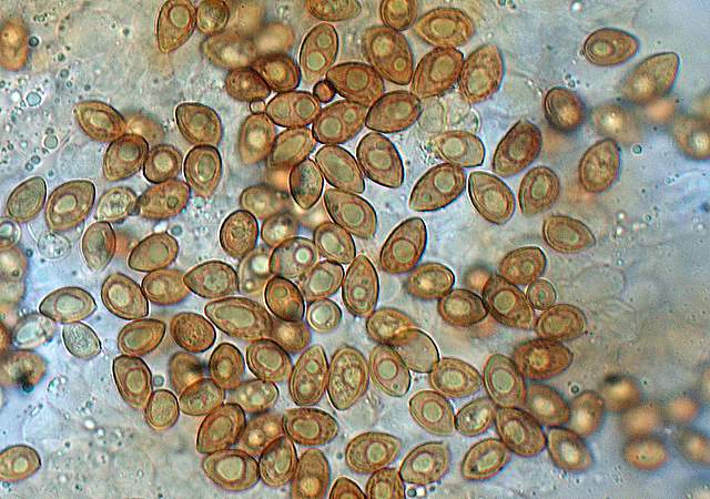 Galerina spec. Cod.:1247-07